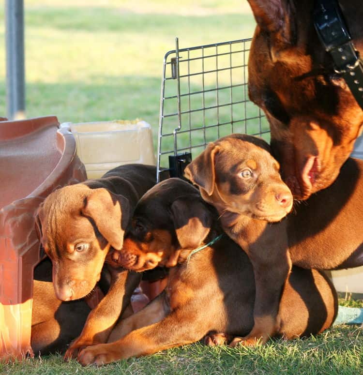 5 week old doberman puppies