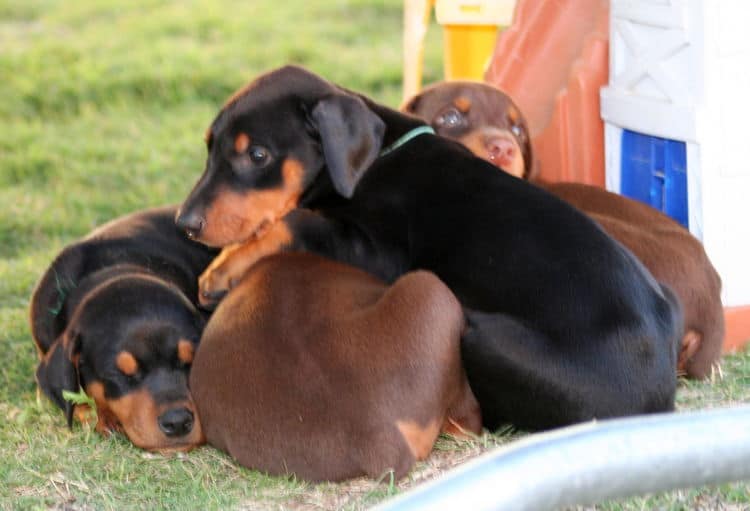 5 week old doberman puppies