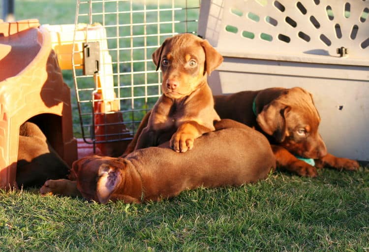 5 week old doberman puppies