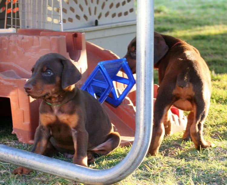 5 week old doberman puppies