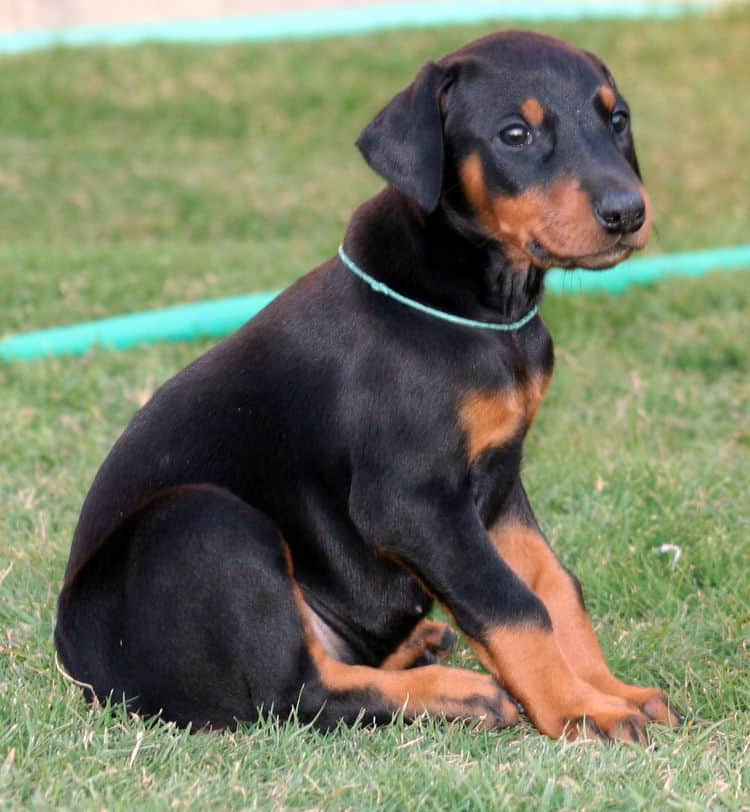 black female dobe pup