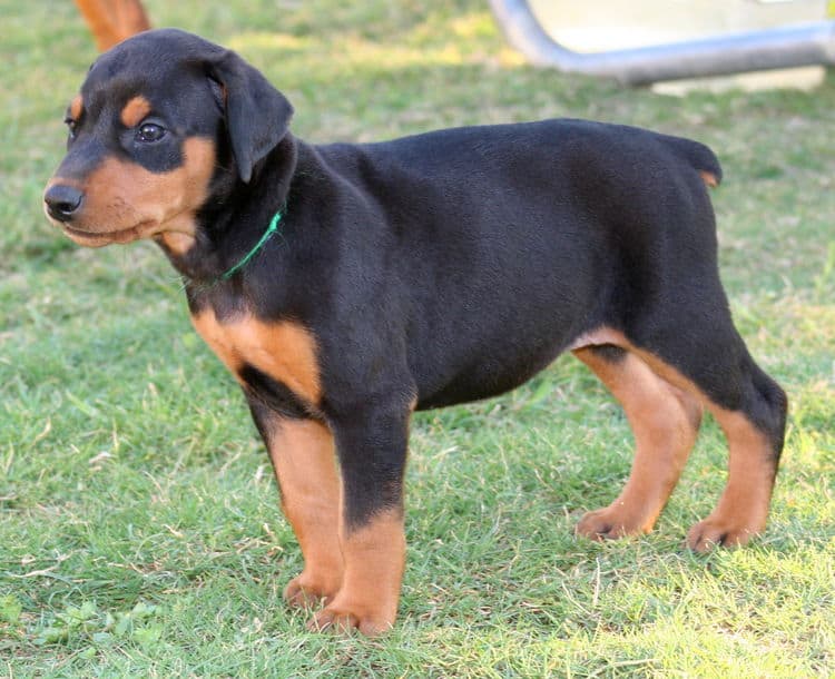 black female dobe pup