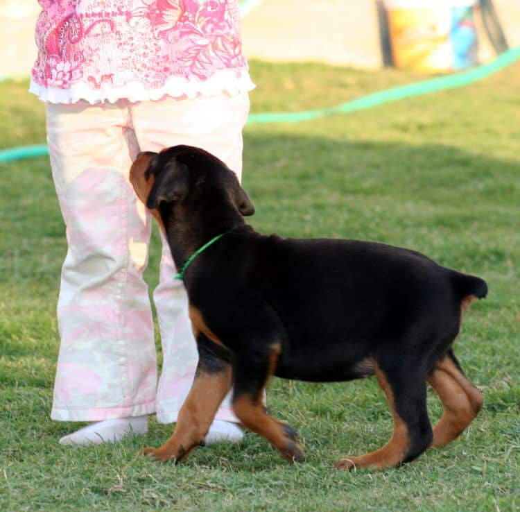 black female dobe pup