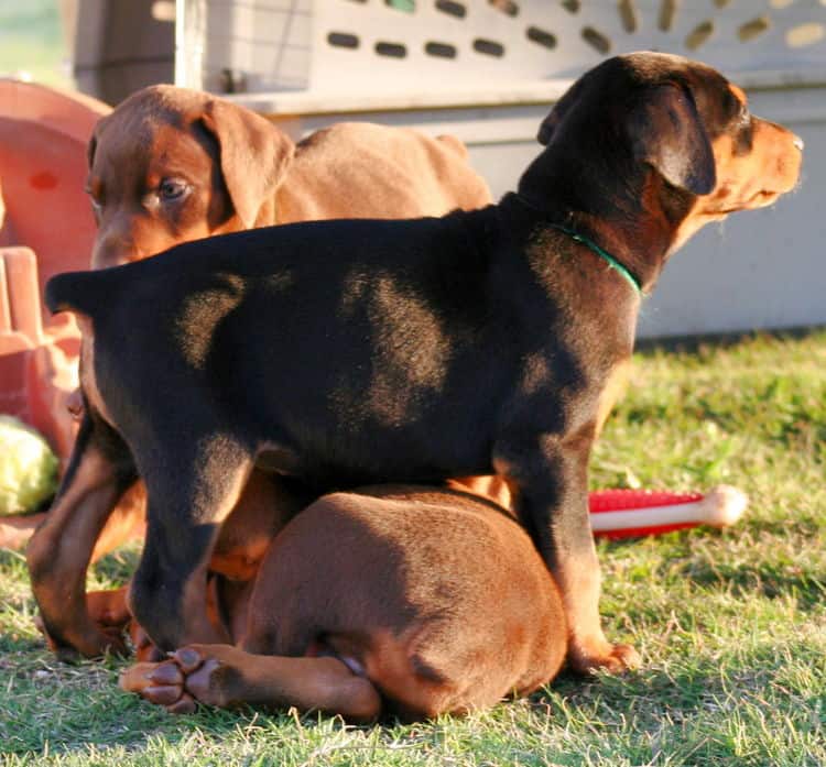 black female dobe pup