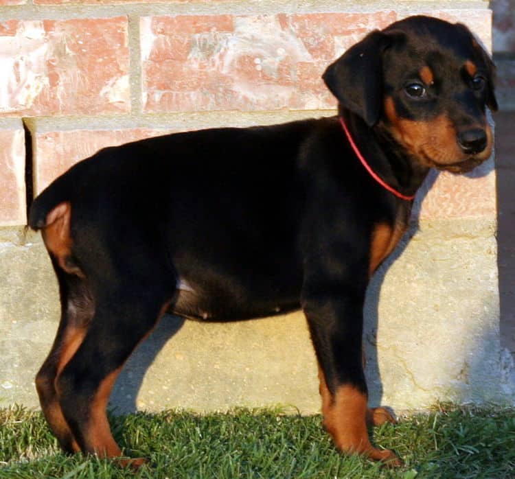 black female dobe pup