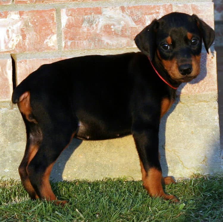 black female dobe pup