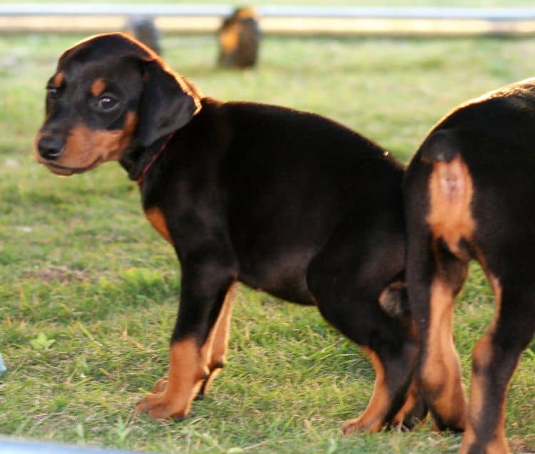 black female dobe pup