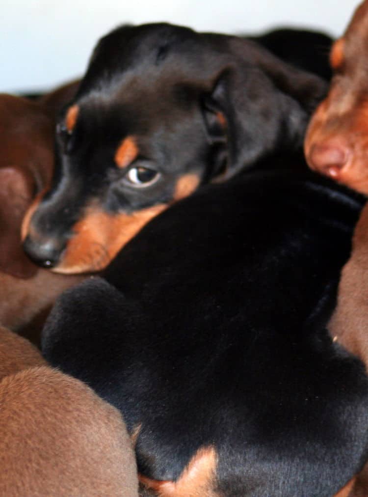 black female dobe pup