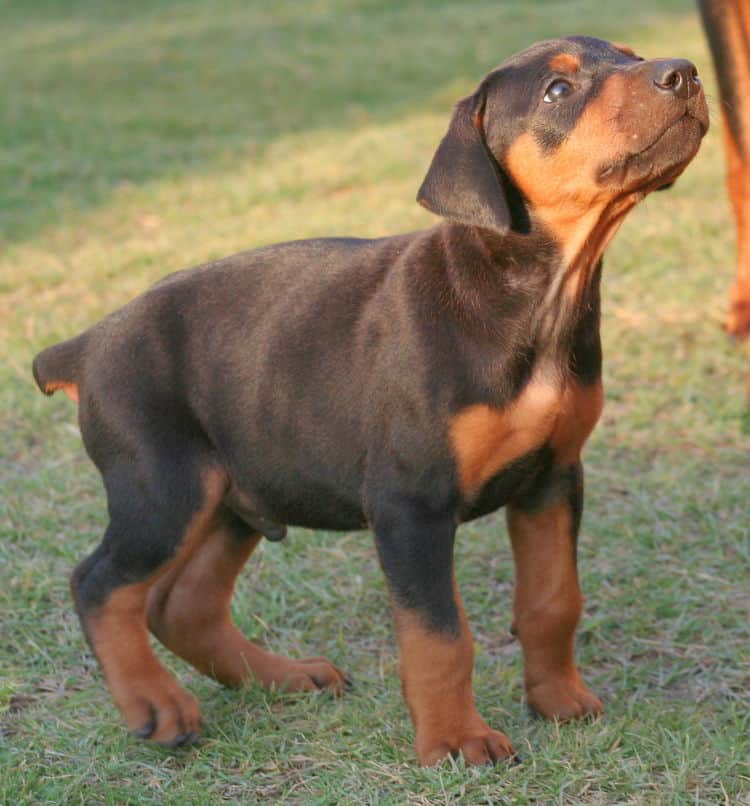 black male dobe pup