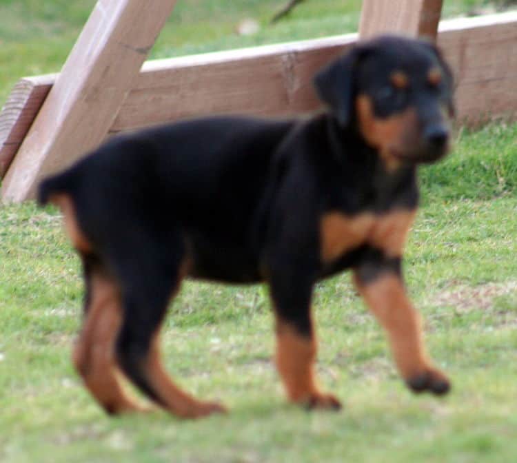 black male dobe pup