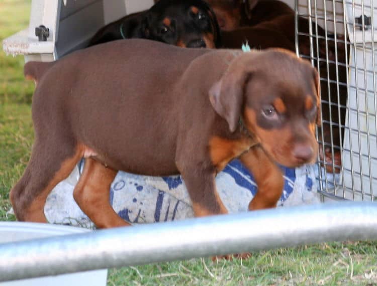 red female dobe pup