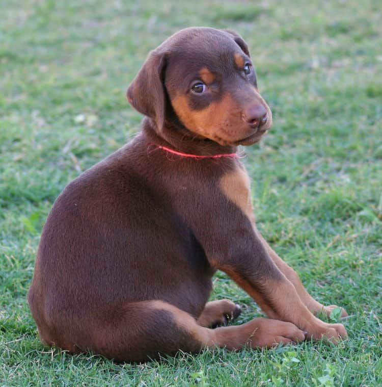 red female dobe pup