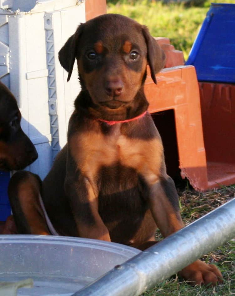 red female dobe pup