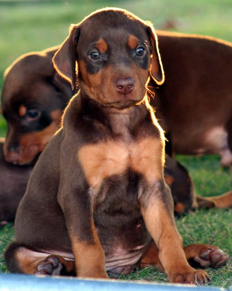 red female dobe pup