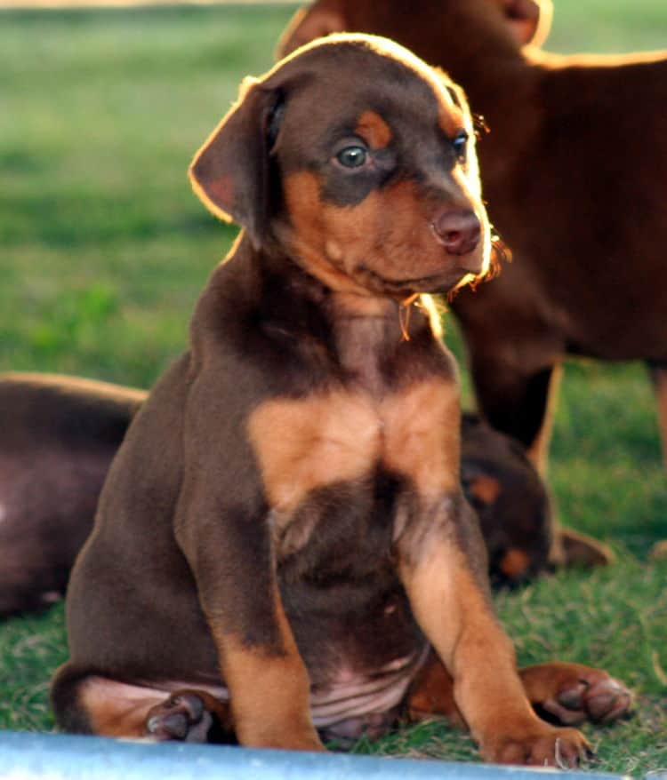 red female dobe pup