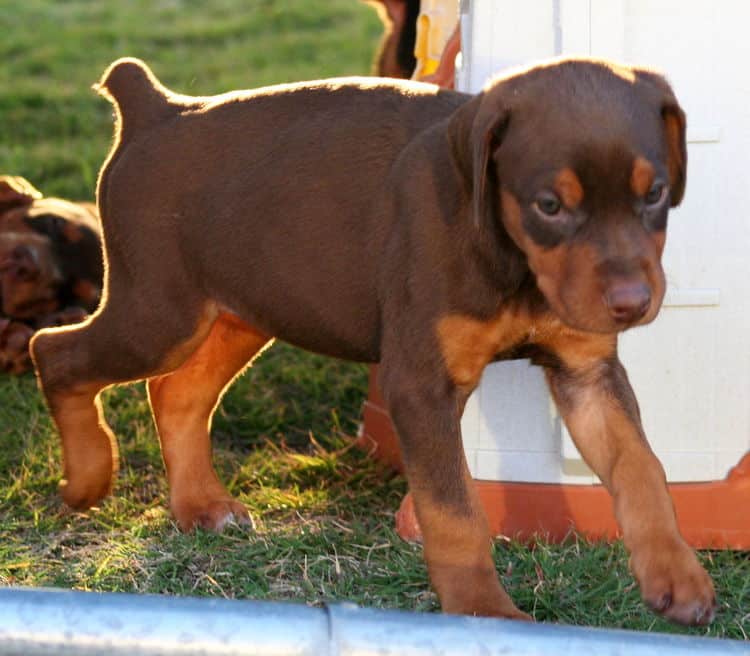 red female dobe pup