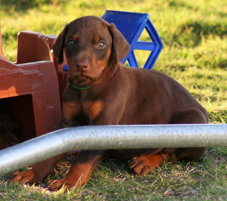 red male dobe pup