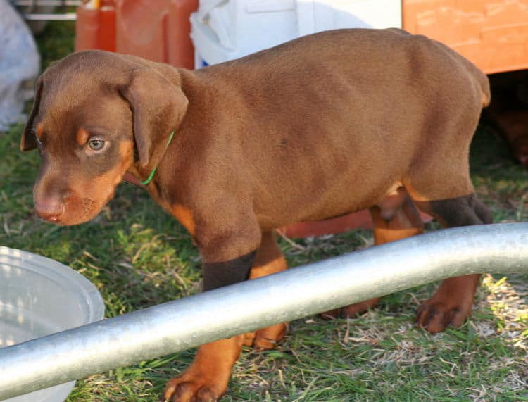 red male dobe pup