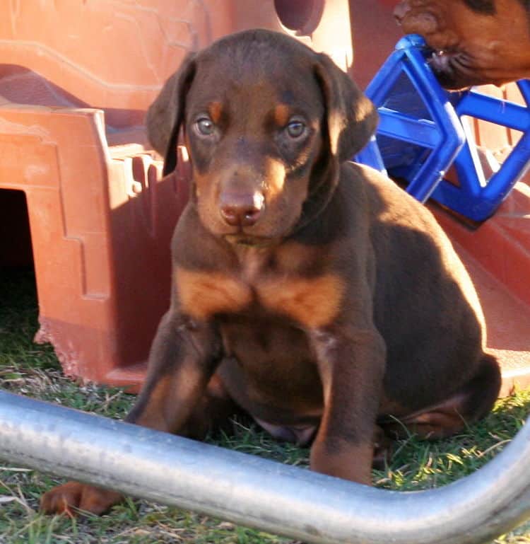 red male dobe pup