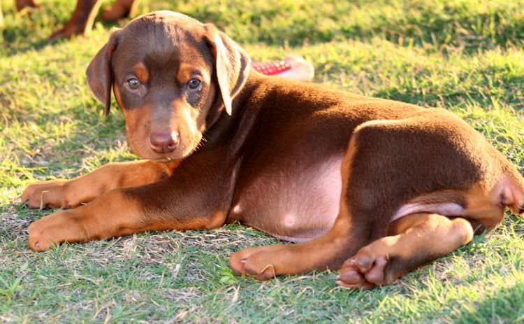 red male dobe pup