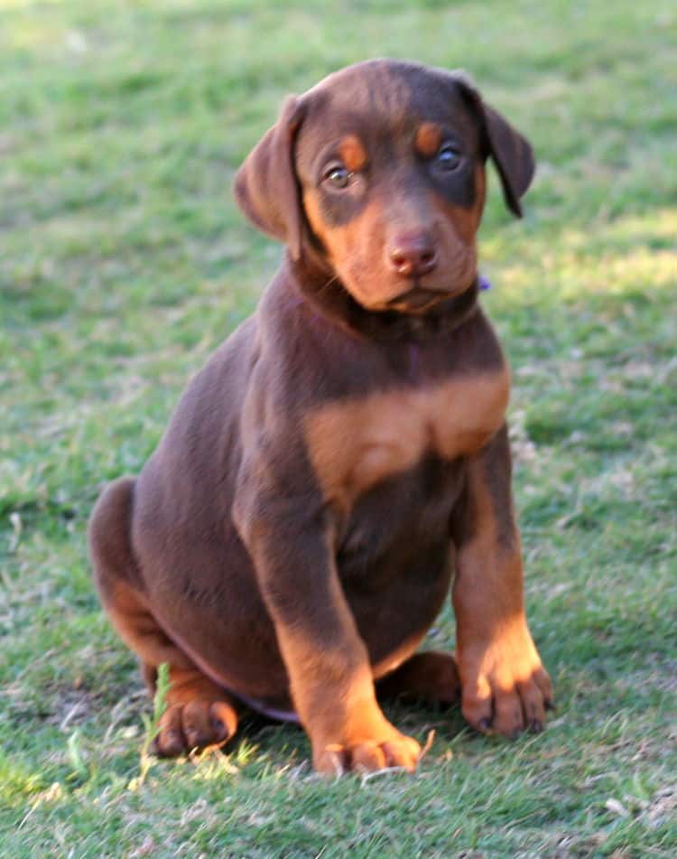 red male dobe pup