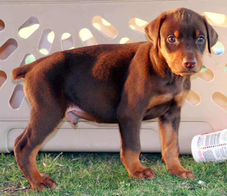 red male dobe pup