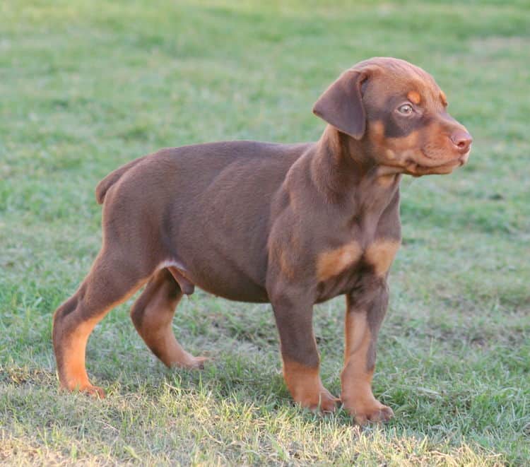 red male dobe pup