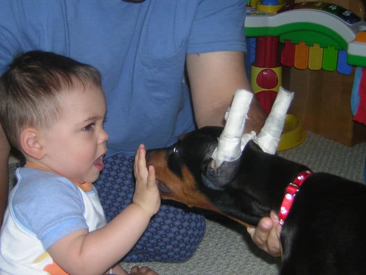 female black rust doberman puppy