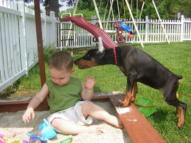 female black rust doberman puppy