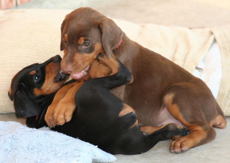 6 week old doberman puppies