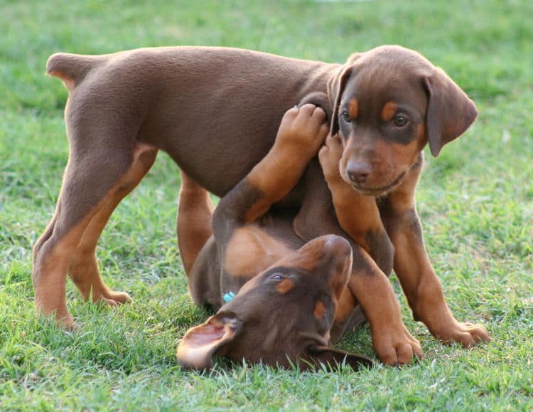 6 week old doberman puppies