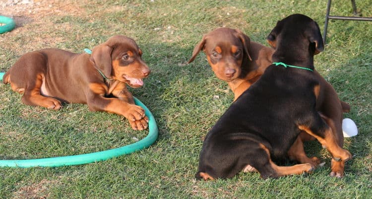 6 week old doberman puppies