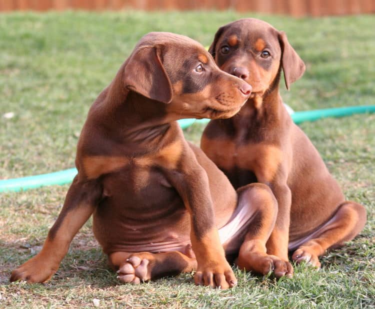 6 week old doberman puppies