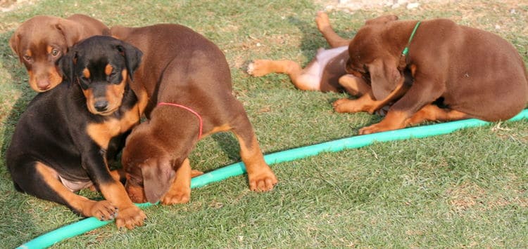 6 week old doberman puppies