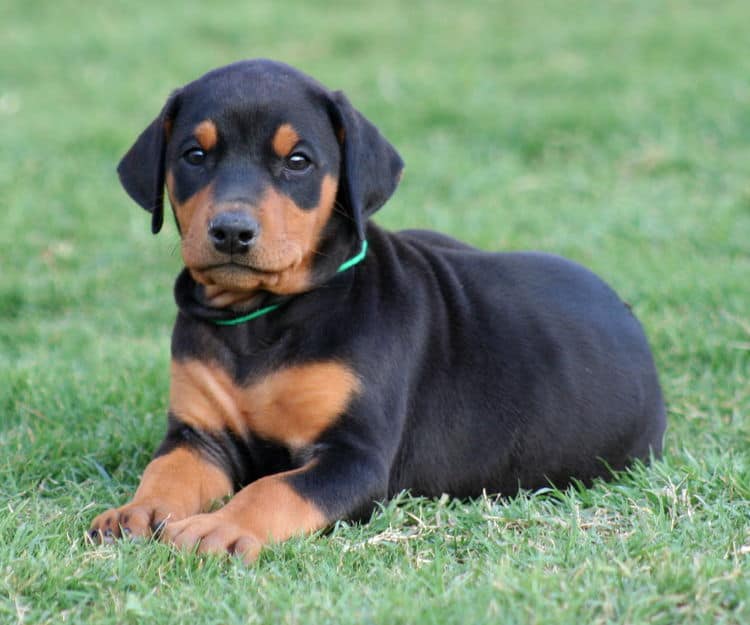 black female dobe pup