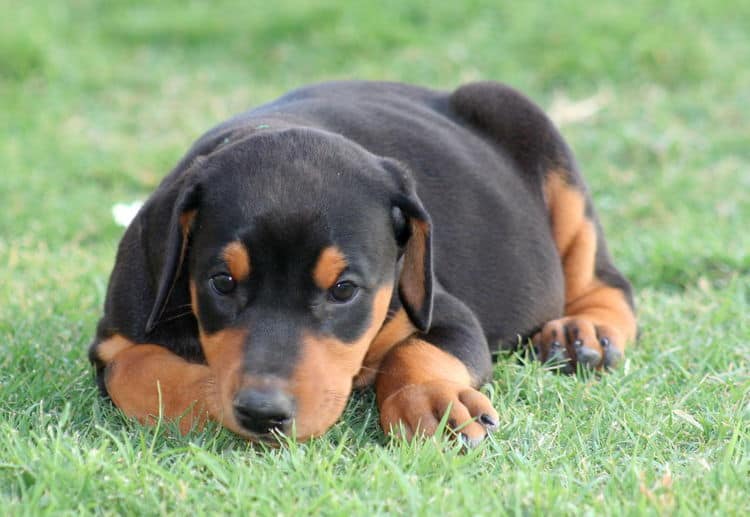 black female dobe pup