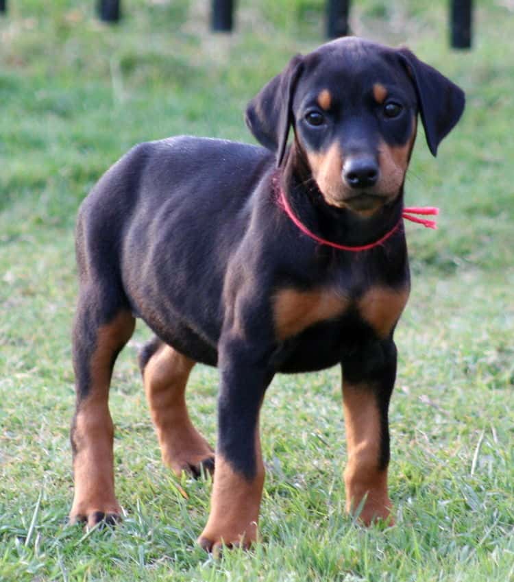 black female dobe pup