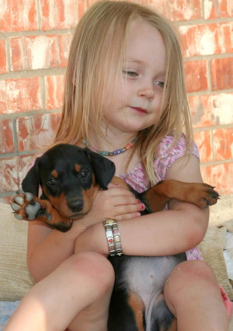 black female dobe pup