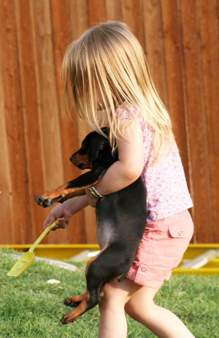 black female dobe pup