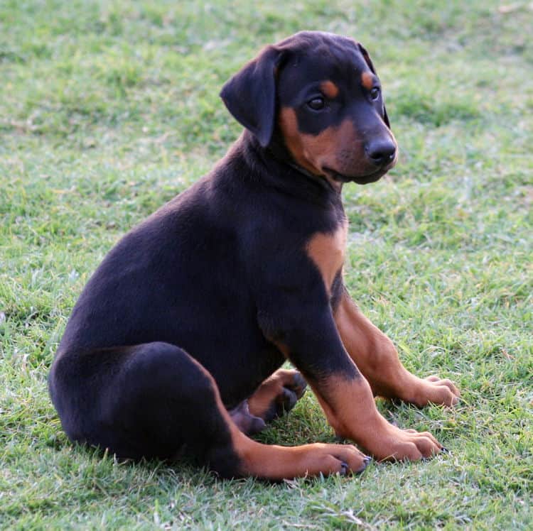 black male dobe pup