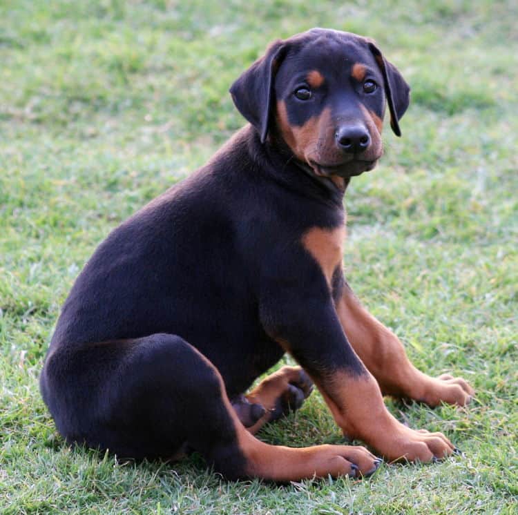 black male dobe pup