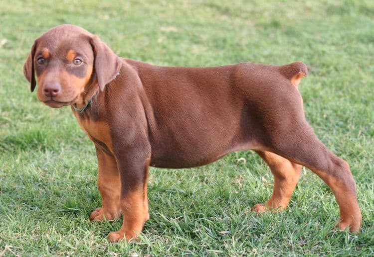 red female dobe pup