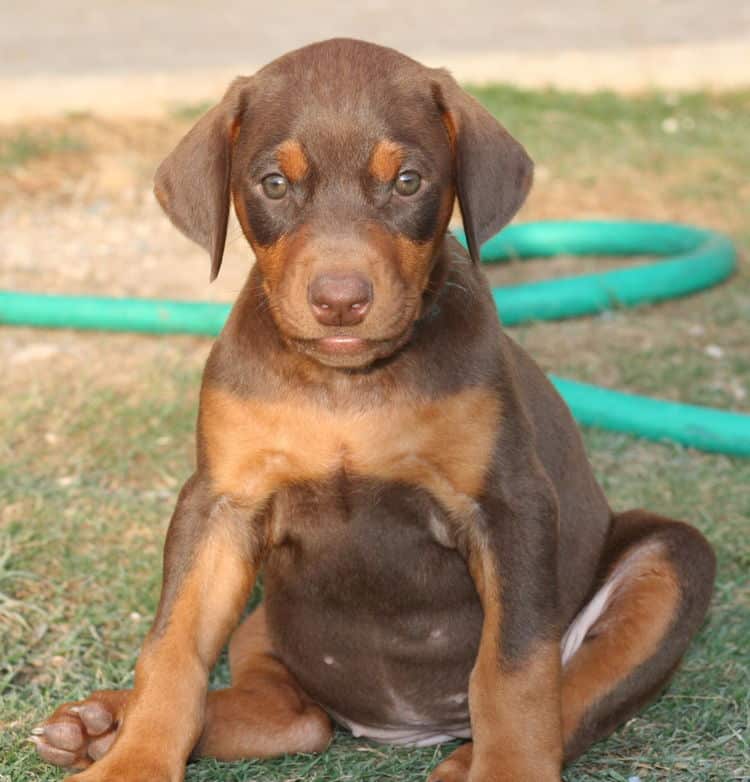 red female dobe pup