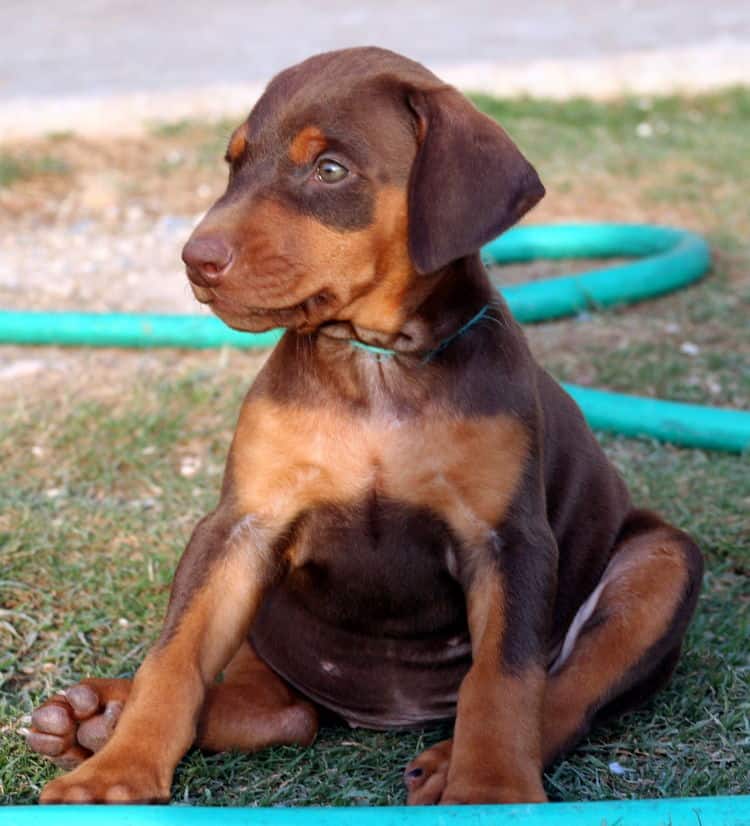 red female dobe pup