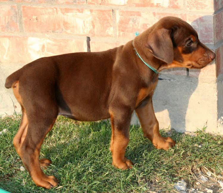 red female dobe pup