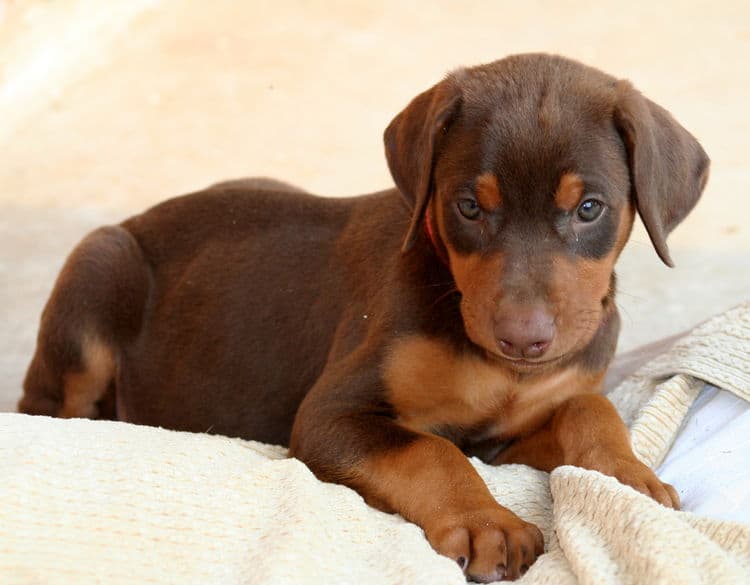 red female dobe pup