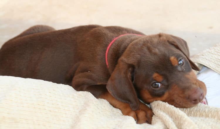 red female dobe pup