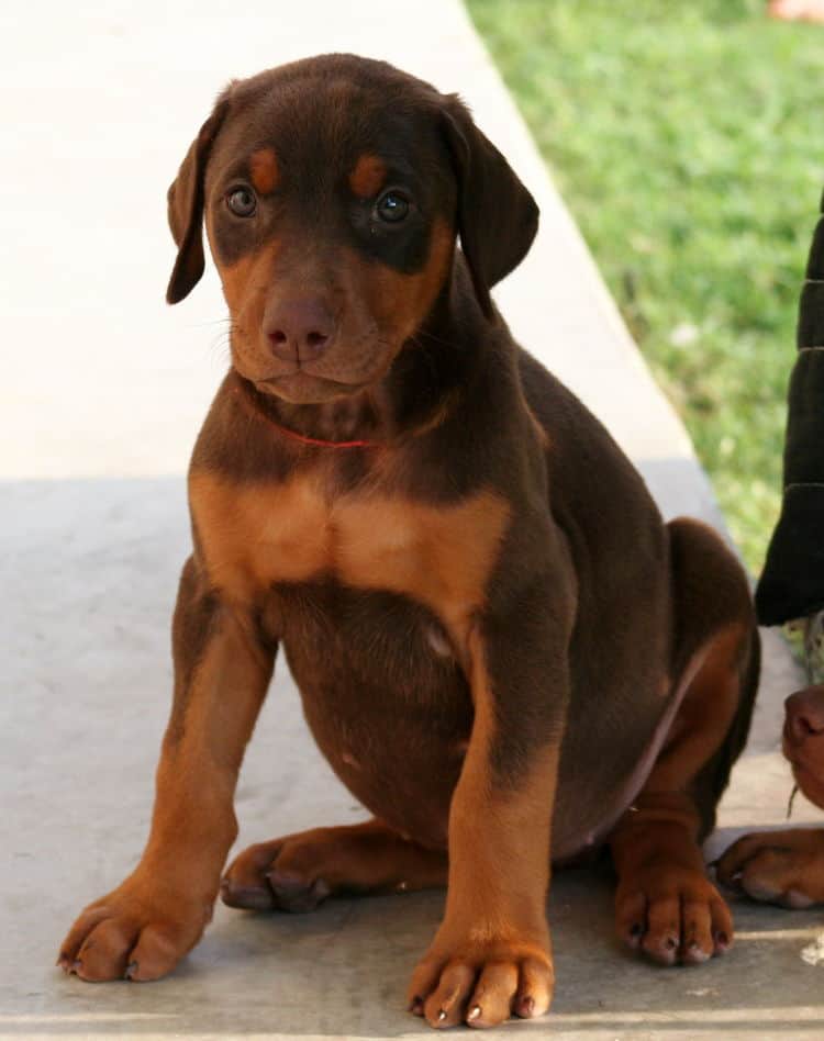 red female dobe pup