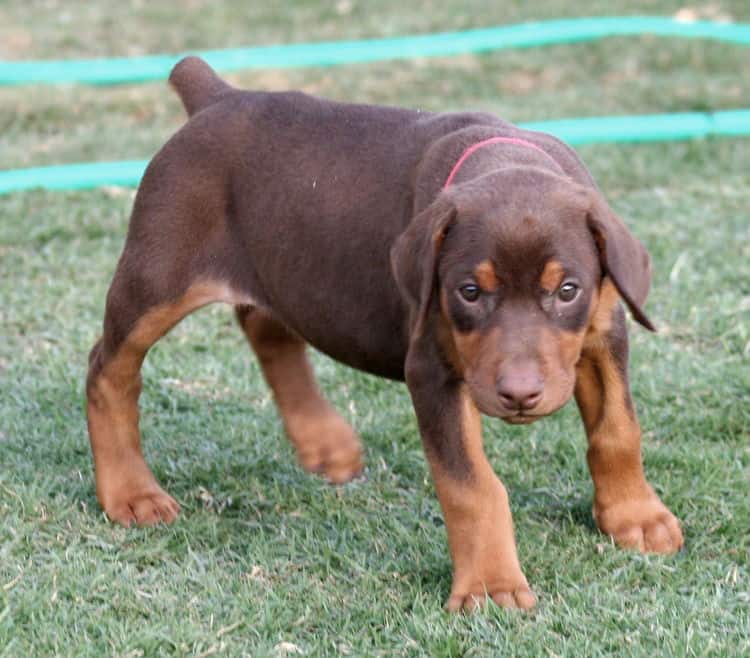 red female dobe pup