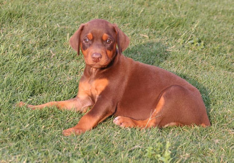 red female dobe pup